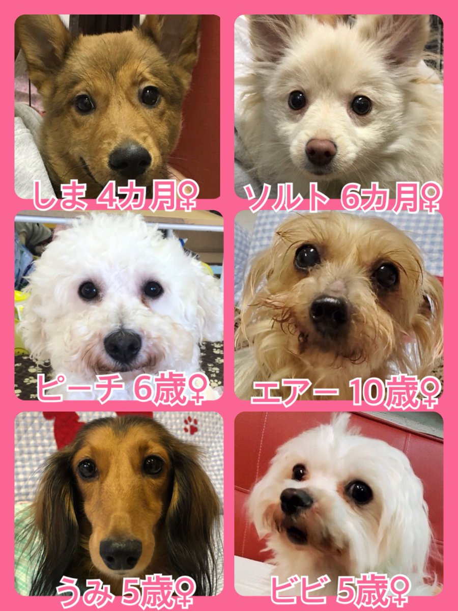 🐾今日の里親様募集中ワンコ🐶メンバーです🐾2020,4,18